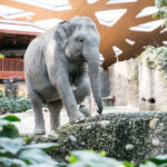 Zoo Zürich Aktie