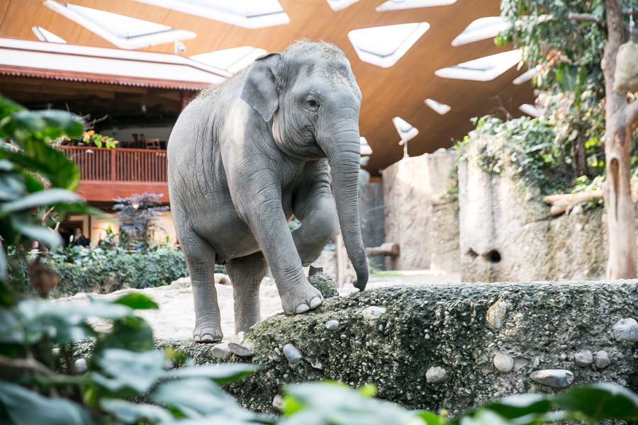 Zoo Zürich Aktie I Gratis Zoo-Aktionärstickets erhalten